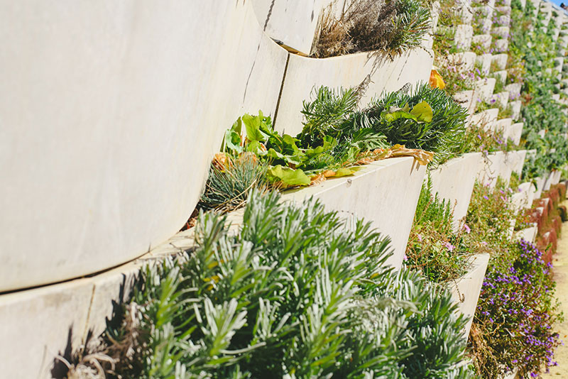 retaining-wall-with-plants